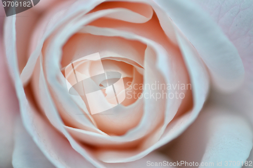 Image of Softness pink rose on pink background