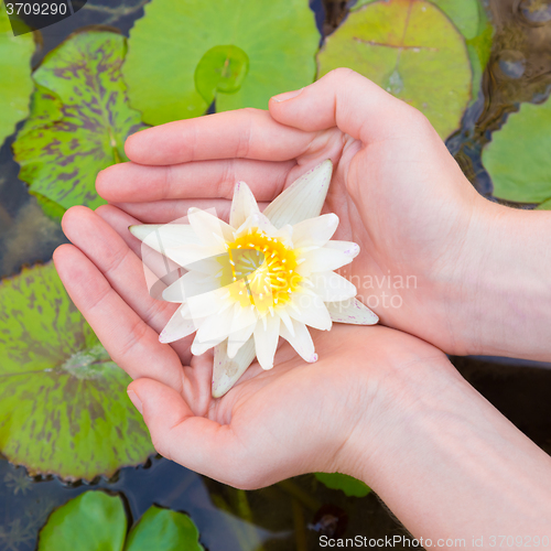 Image of Woman hands holding lotus flower