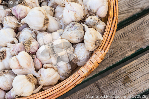 Image of Garlic in rustic basket.