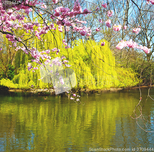 Image of in london   park the pink tree and blossom flowers natural