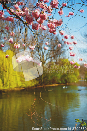 Image of in london   park the pink tree and blossom flowers natural