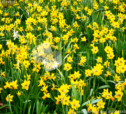 Image of in london yellow flower field nature and spring