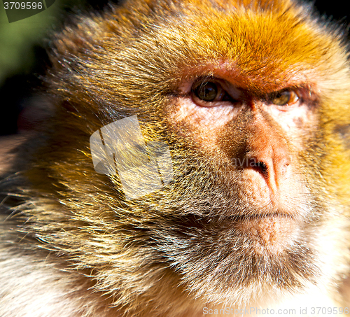 Image of old monkey in africa morocco and natural background fauna close 