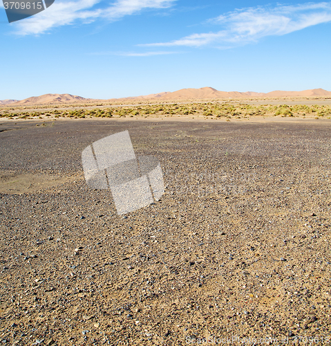 Image of  bush old fossil in  the desert of morocco sahara and rock  ston