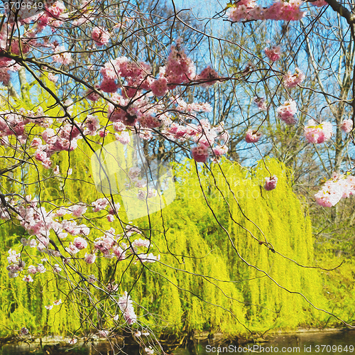 Image of in london   park the pink tree and blossom flowers natural