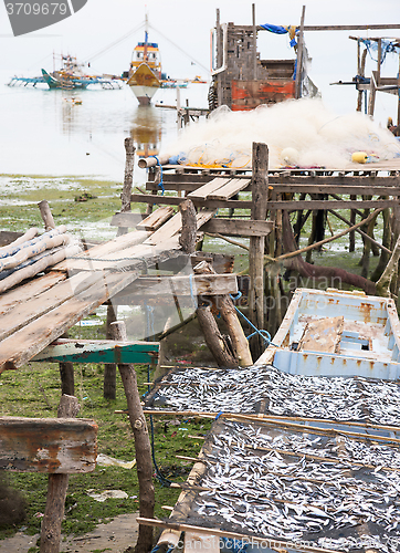 Image of Sardines drying in The Philippines