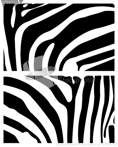 Image of background zebra
