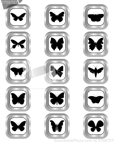 Image of butterflies