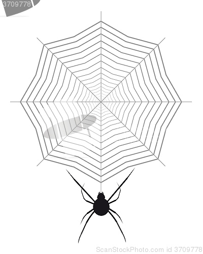 Image of spider and cobweb