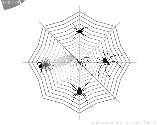 Image of Spiders on a spider web