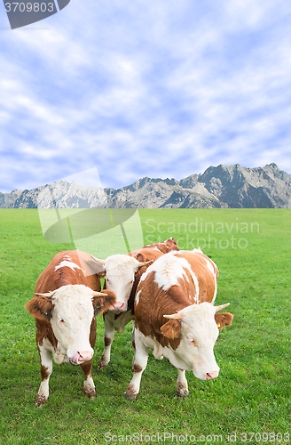 Image of Group of cows calves grazing against Alps mountains pasture land