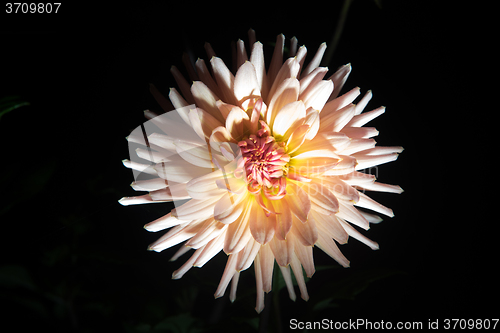 Image of beautiful dahlia flower