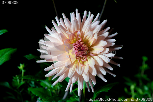 Image of beautiful dahlia flower