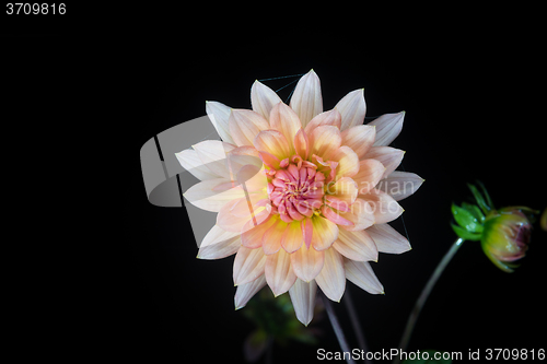 Image of beautiful dahlia flower