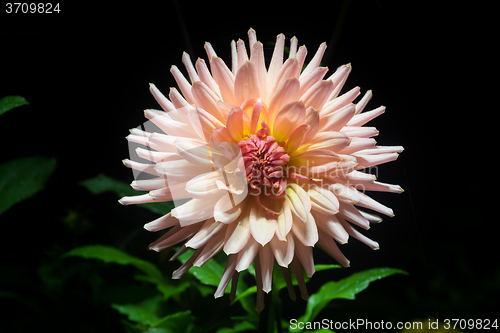 Image of beautiful dahlia flower