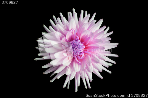 Image of beautiful pink dahlia flower isolated