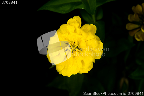 Image of beautiful yellow flower