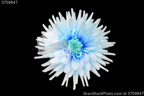 Image of beautiful cyan dahlia flower isolated