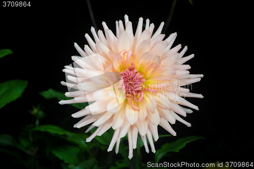 Image of beautiful dahlia flower