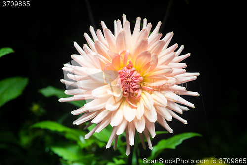 Image of beautiful dahlia flower