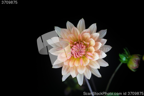 Image of beautiful dahlia flower