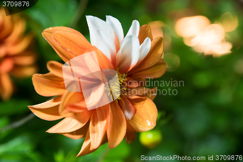 Image of beautiful orange dahlia flower