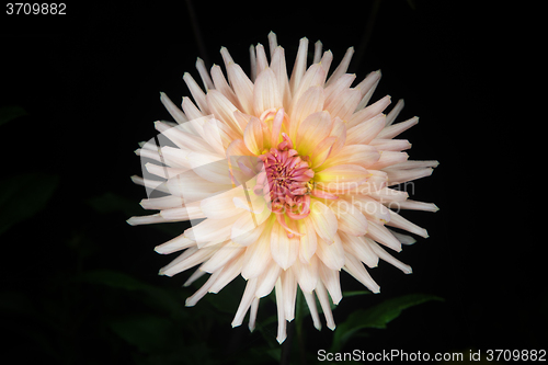 Image of beautiful dahlia flower