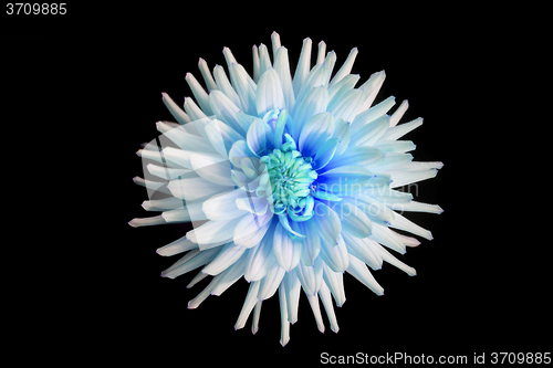 Image of beautiful blue dahlia flower