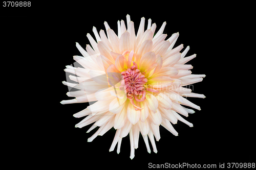 Image of beautiful dahlia flower isolated