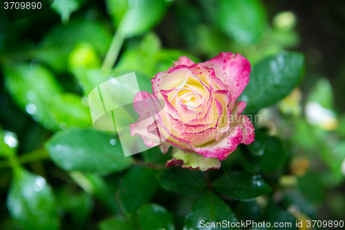 Image of rose flower in garden