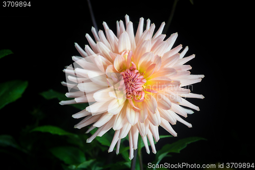 Image of beautiful dahlia flower