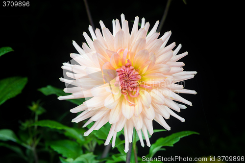 Image of beautiful dahlia flower