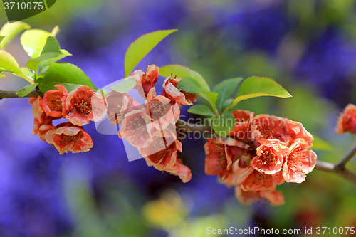 Image of Colorful Spring Cherry Flowers