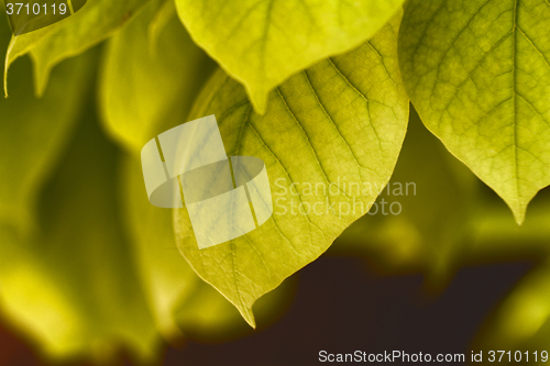 Image of Green leaves