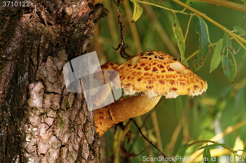 Image of brown tree fungus