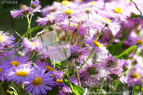 Image of Purple flower