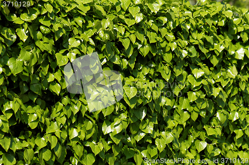 Image of Green leaves