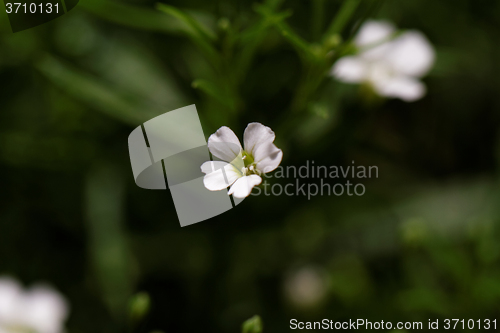 Image of Sweet alyssum