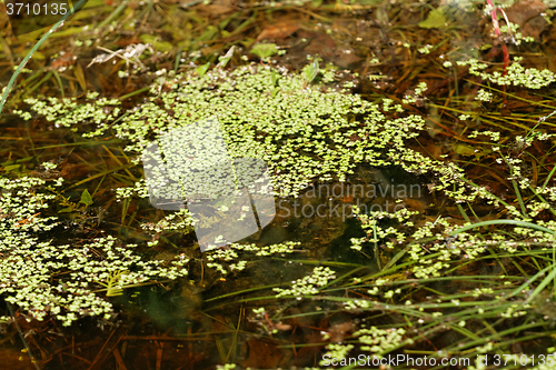 Image of Duckweed