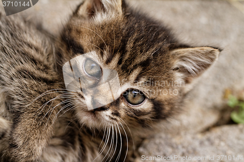 Image of Cute small cat