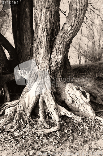 Image of Tree root