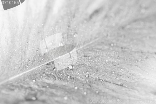 Image of Owl feathers