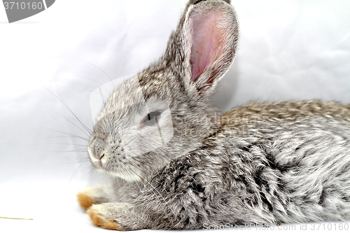 Image of Gray rabbit