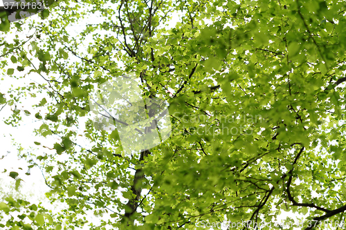 Image of Green leaf