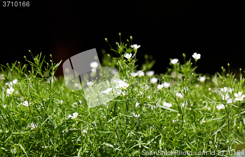 Image of Sweet alyssum