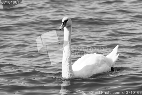 Image of White swan