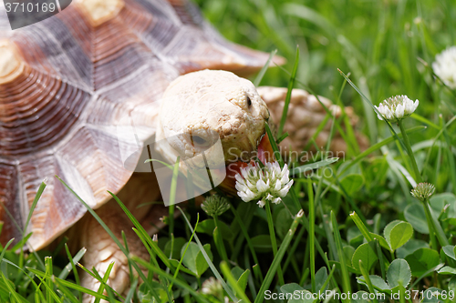 Image of African Spurred Tortoise