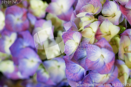 Image of Hydrangea