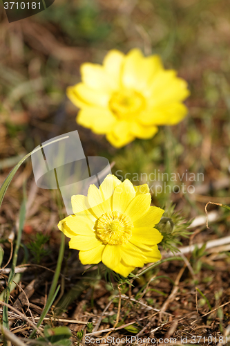 Image of Yellow flower