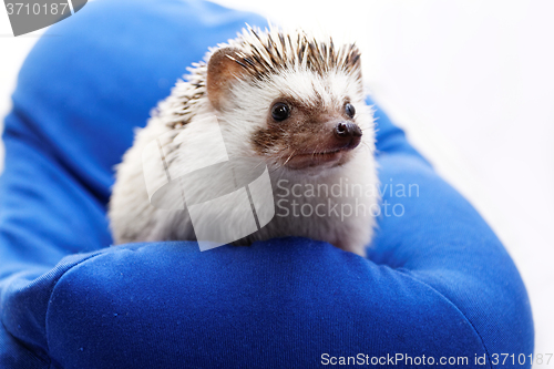 Image of Cute hedgehog